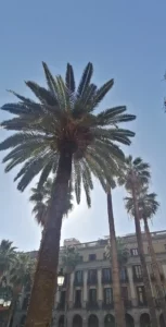 palmier espagne